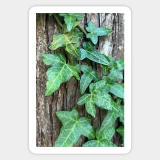 Be Tenacious like the Green Ivy Sticker